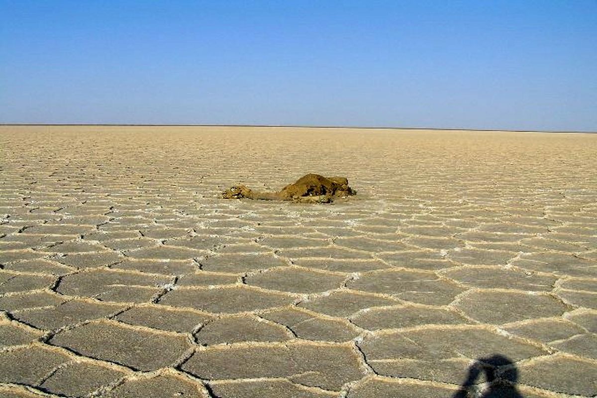 تلف شدن شتر