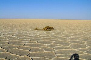 جزئیات مرگ شترهای جاسک در دست بررسی است
