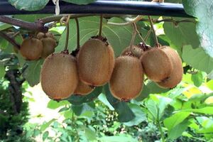 پیش بینی تولید 14 هزار تن کیوی در بابل