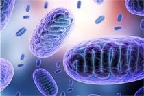 توضیح وزارت بهداشت درباره بیماری قارچ سیاه و عوارض آن