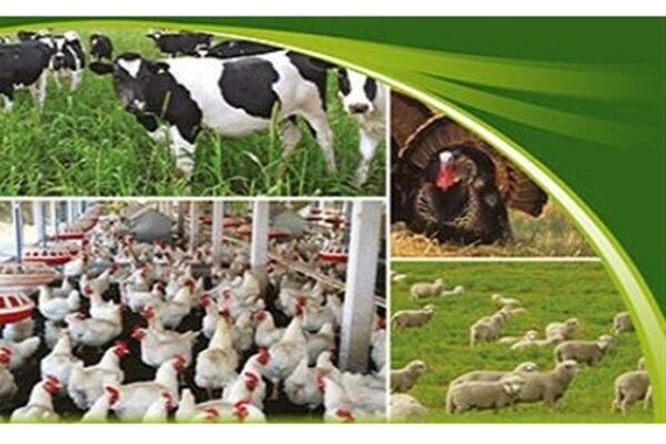 حضور نمایندگان 16 شرکت خارجی در نمایشگاه دام و طیور تهران / تور بازدید برای دانشجویان طراحی شده است