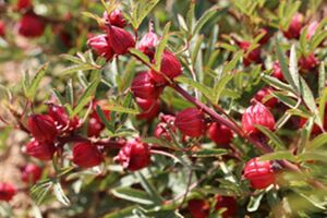 آغاز برداشت چای ترش از مزارع نجف آباد