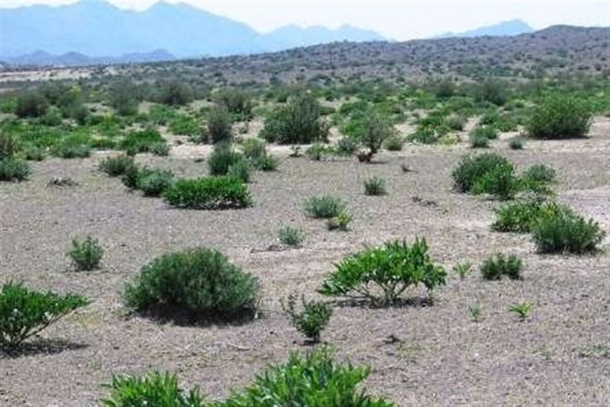 معاون منابع‌طبیعی و آبخیزداری گلستان