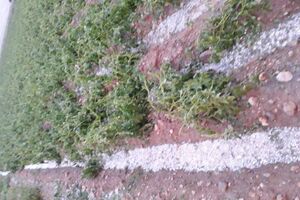 بارش تگرگ بیش از ۸۰ میلیارد تومان به کشاورزی خوشاب خسارت زد
