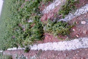 بارش تگرگ بیش از ۸۰ میلیارد تومان به کشاورزی خوشاب خسارت زد