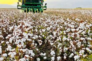 فارس در صدر تولید پنبه کشور/ برداشت از ۱۵ هزار هکتار مزارع استان آغاز شد
