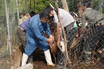 بیش از ۴۰۰ خدمت رایگان دامپزشکی در ۱۴۱ روستای صعب‌العبور مازندران ارائه شد