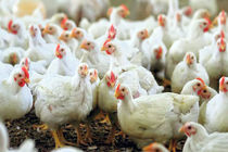 مرغداری‌های گیلان در تأمین نهاده‌ها و خوراک طیور هیچ مشکل خاصی ندارند