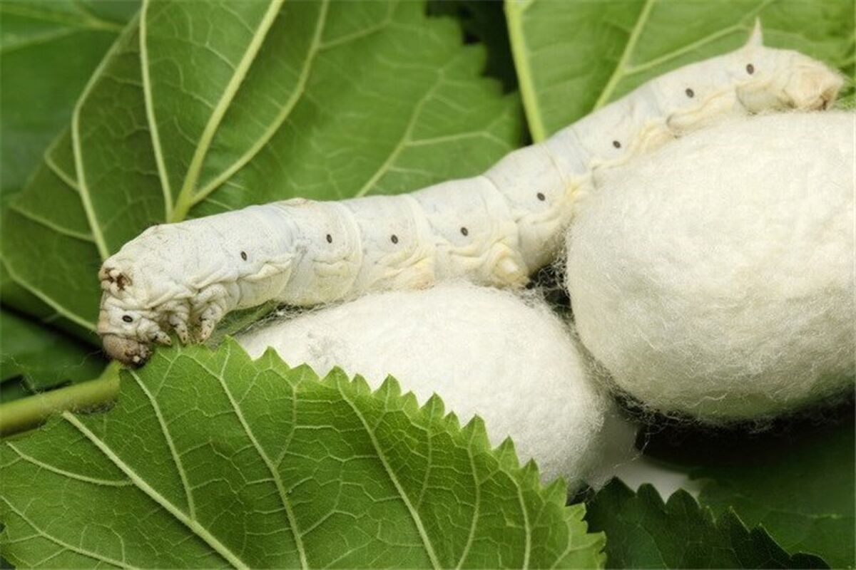 رییس مرکز نوغانداری