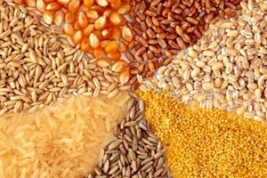 خراسان رضوی سالانه هفت میلیون تن خوراک دام، طیور و آبزیان تولید می‌کند 