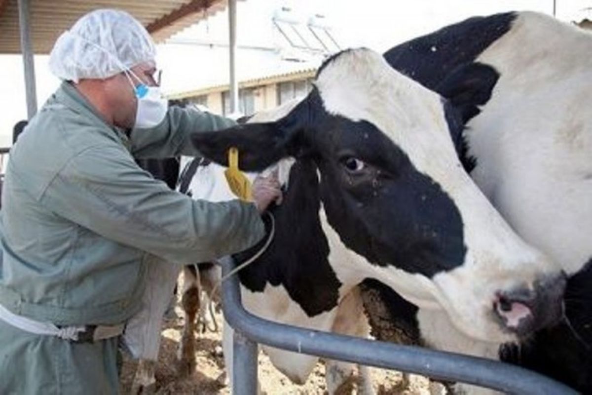 واکسینه ۱۵۰ هزار رأس دام سنگین در گیلان 1