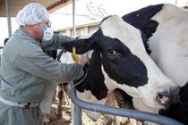 آغاز واکسیناسیون  ۱۵۰ هزار رأس دام سنگین در گیلان 