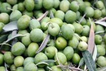 آغاز برداشت زیتون در رودبار