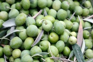 آغاز برداشت زیتون در رودبار