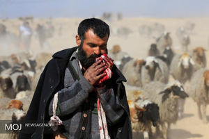 فرار از دست داعش با احشام‎