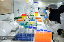 خلا های صادراتی با وجود پیوند سه حلقه زنجیره تولید