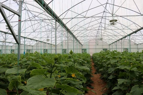 افتتاح و کلنگ زنی ۱۹ طرح گلخانه ای در فارس