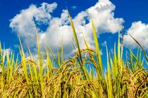 هوای مازندران  تا اواسط هفته صاف و نیمه ابری