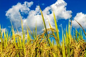 هوای مازندران  تا اواسط هفته صاف و نیمه ابری