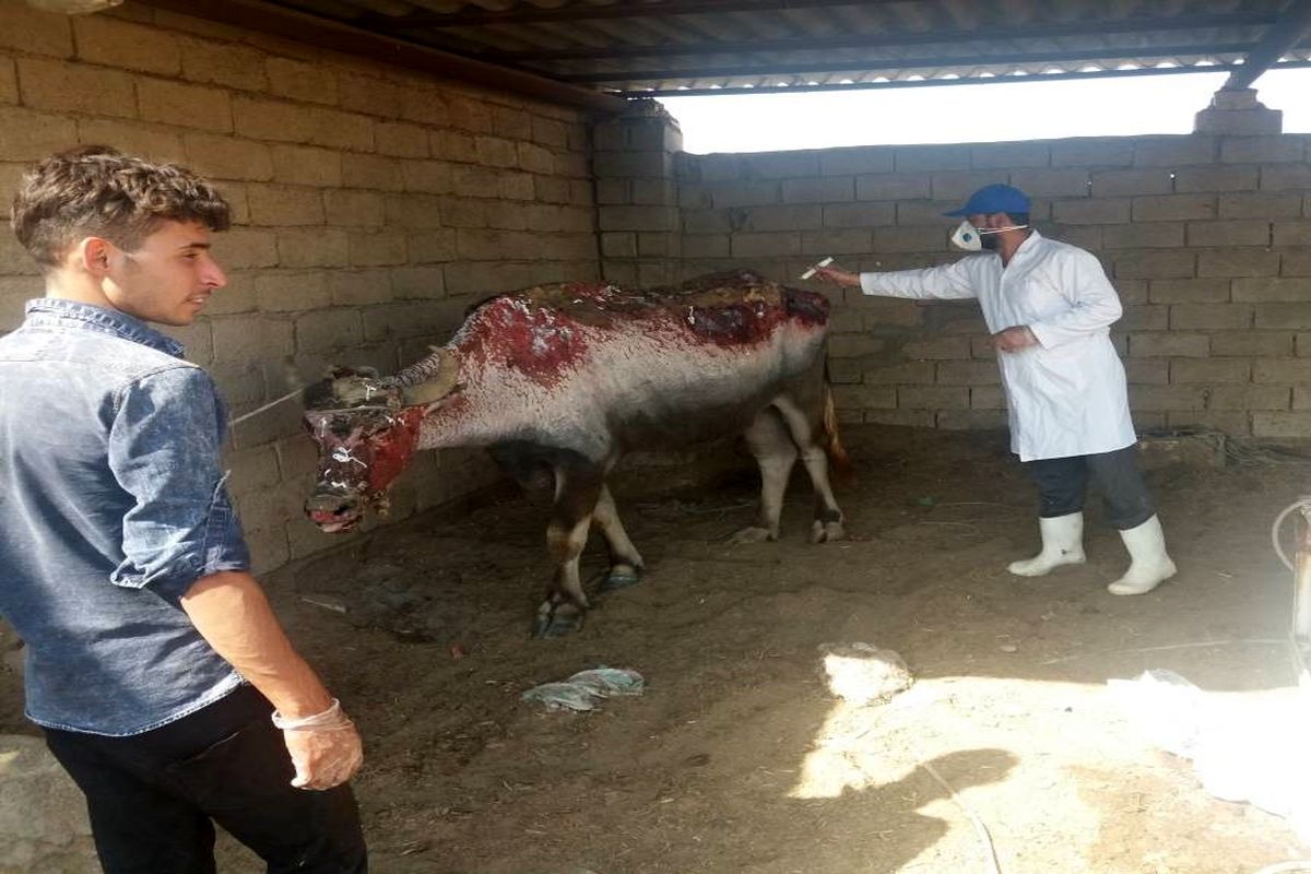 دررمان رایگان گاومیش های هورالعظیم