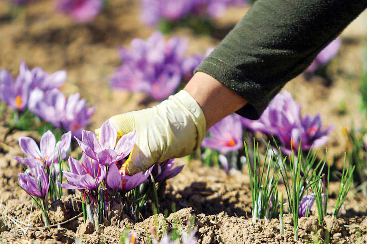 معامله زعفران در بورس