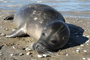 دریای خزر پناهگاه مرگبار فوک‌های در حال انقراض