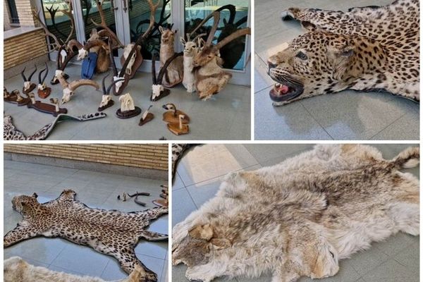 ۲۱ تاکسیدرمی حیوانات وحشی در تهران کشف و ضبط شد