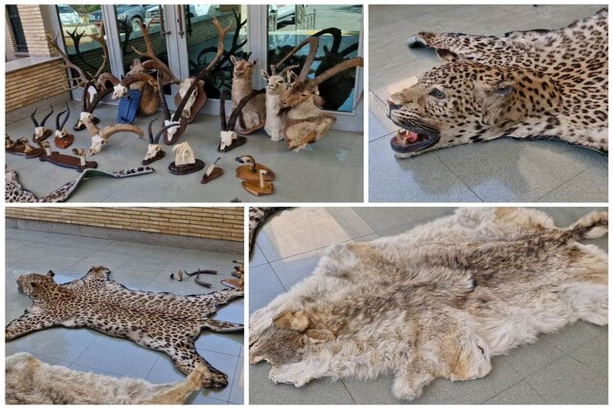 ۲۱ تاکسیدرمی حیوانات وحشی در تهران کشف و ضبط شد