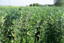 افزایش 74 درصدی کشت باقلا در جویبار