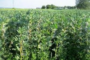 افزایش 74 درصدی کشت باقلا در جویبار