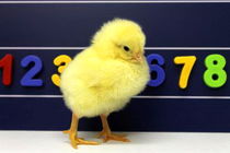 حذف داروهای آنتی‌بیوتیک از طیور با نانوجاذب‌های پژوهشگران ایرانی