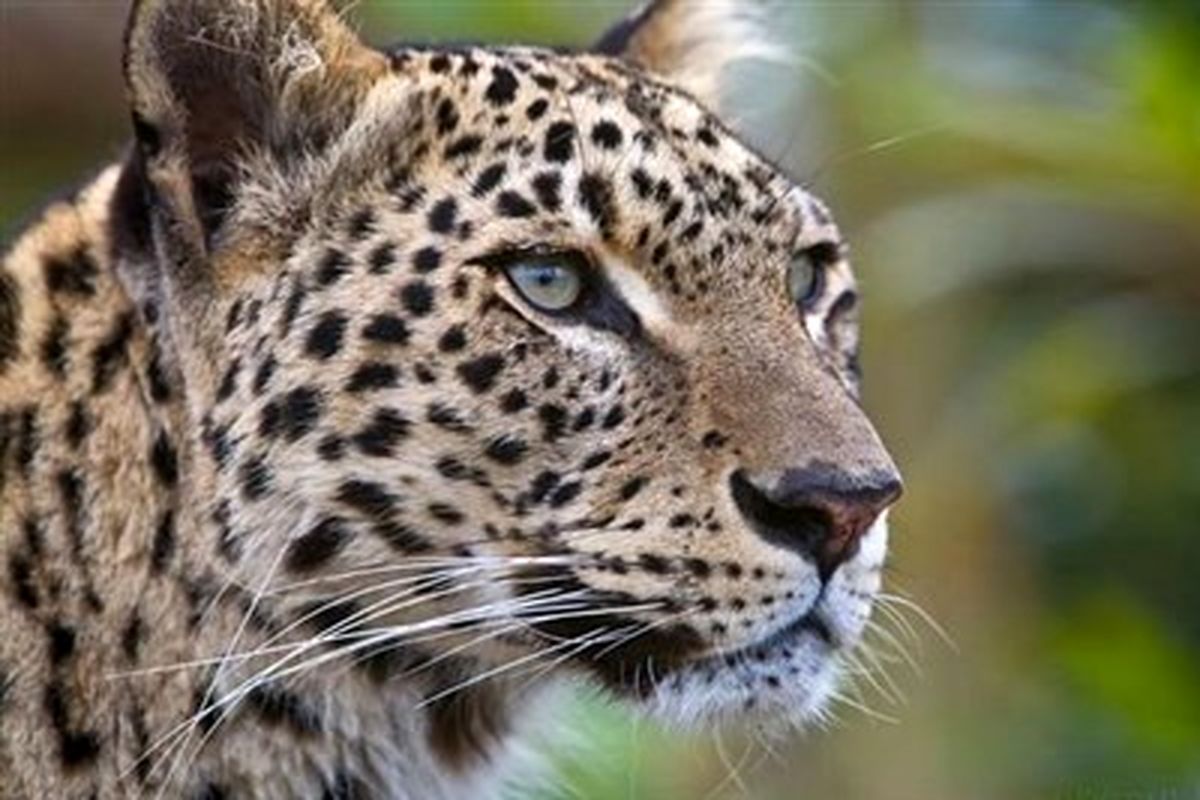 مشاهده پلنگ در ارتفاعات دیلمان