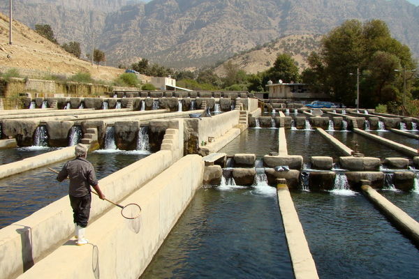 سهم قابل توجه خوزستان در سرمایه گذاری شیلات نمایان است