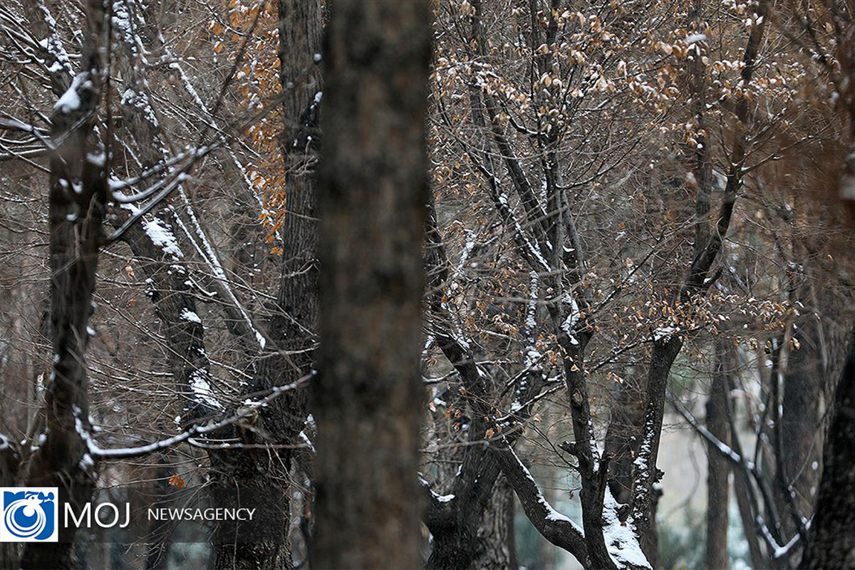 بارش برف در تهران