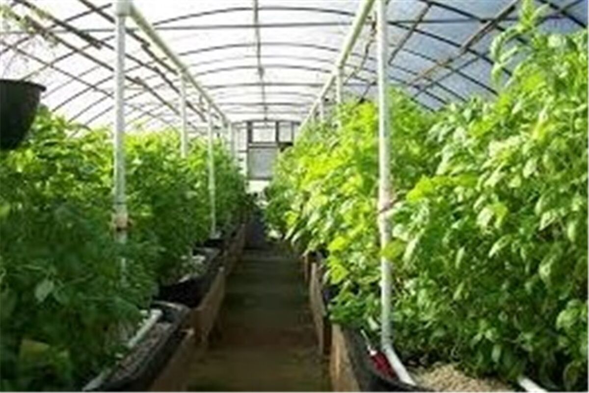 کشت گلخانه‌ای 6 برابر صرفه‌جویی آب
