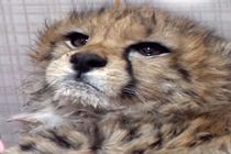 دیالیز پیروز آغاز شد