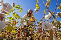 سطح زیرکشت پنبه در مغان از ۱۵ هزار و ۵۰۰ هکتار گذشت