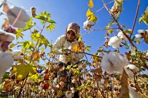 سطح زیرکشت پنبه در مغان از ۱۵ هزار و ۵۰۰ هکتار گذشت