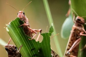 مبارزه با طغیان ملخ کوهاندار در ۵۳۰ هکتار در آران و بیدگل