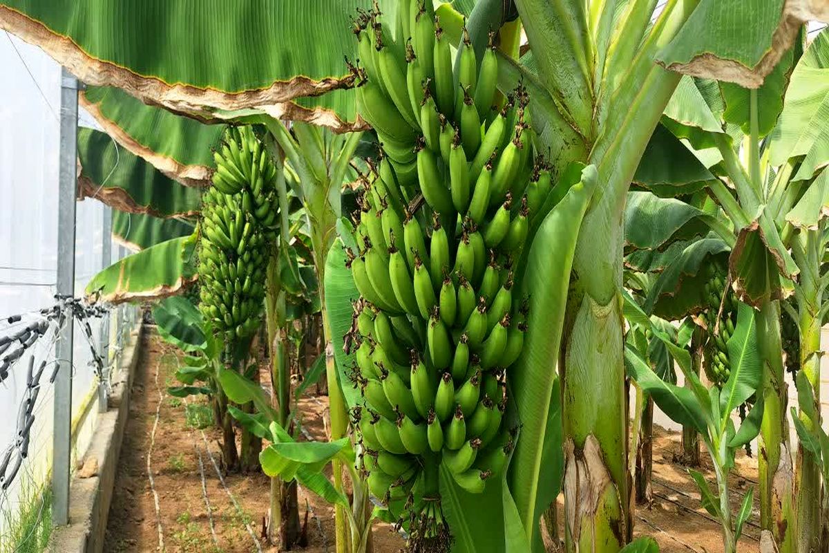 موز گلخانه ای