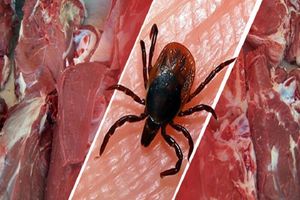 گزارشی از ابتلا به بیماری تب کریمه کنگو در قم وجود نداشته است