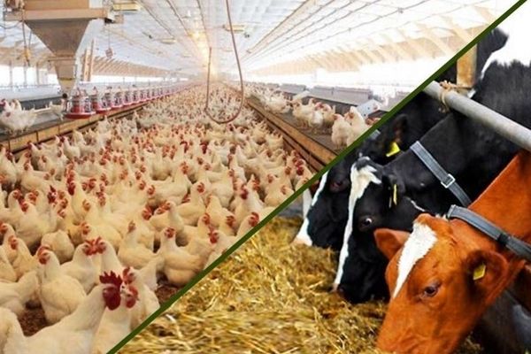 جایگاه برتر اصفهان در تولیدات فرآورده‌های دامی و طیور