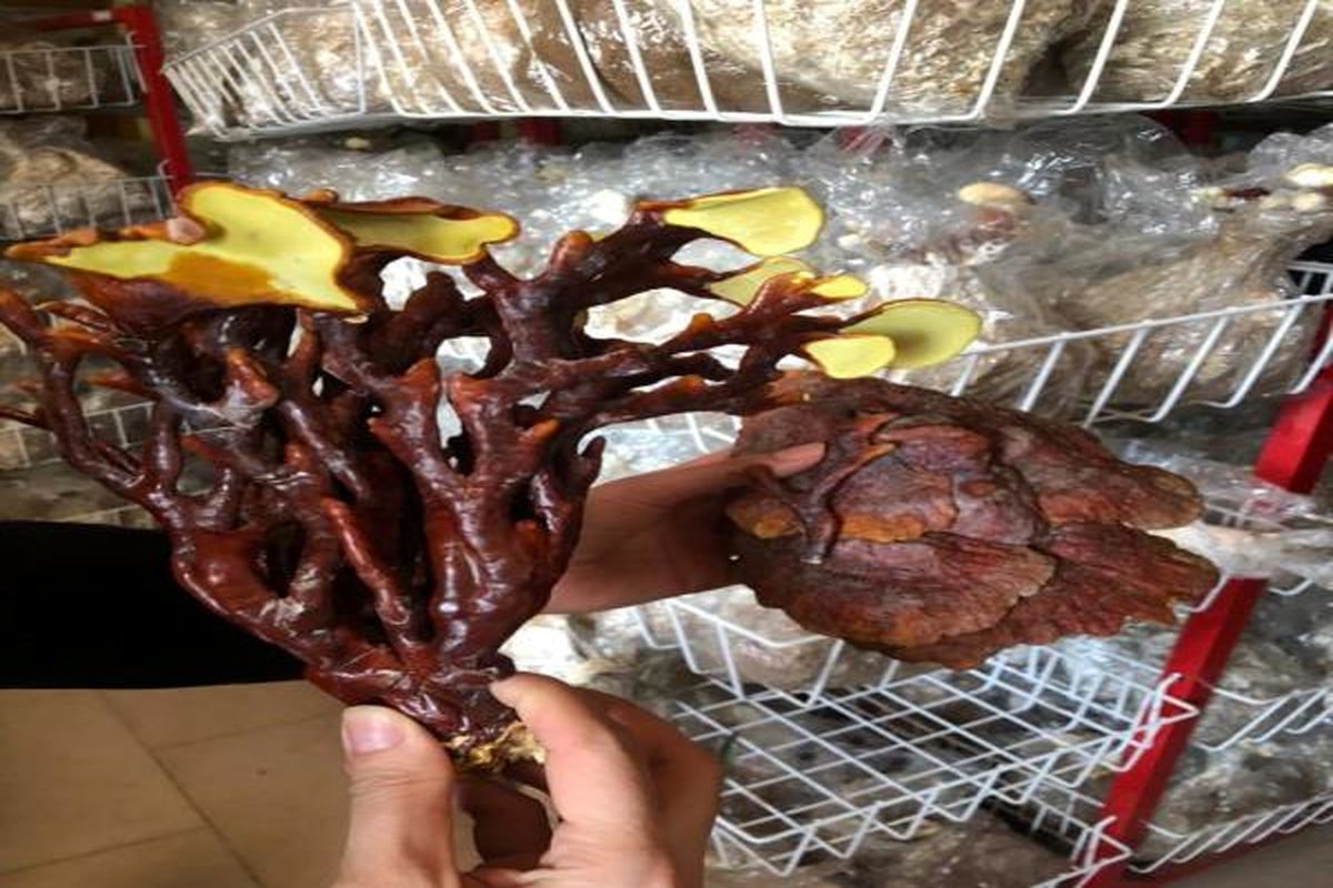 قارچ گانودرما