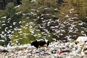 سهم محیط زیست از بودجه سال 98 یک دهم درصد است