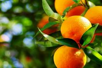 ارسال مرکبات مازندران به استان‌های کشور 