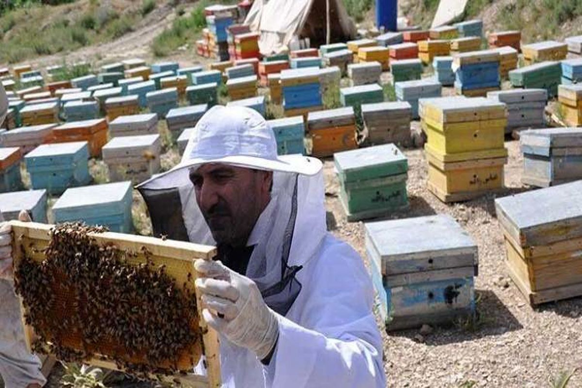 زنبور عسل