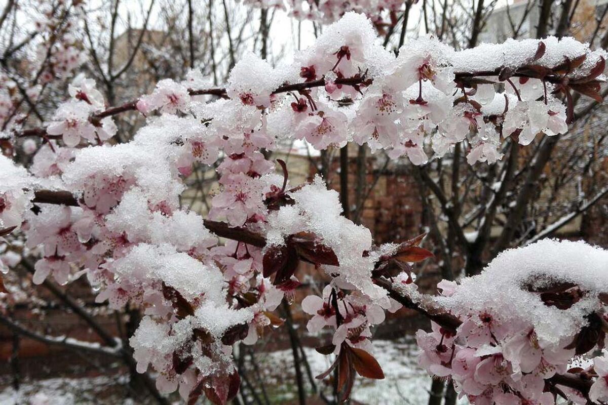 سرمازدگی باغ