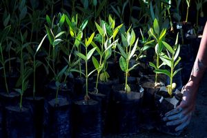 تولید ١٠٠ هزار اصله نهال حرا در قشم