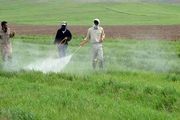 مبارزه با آفت سن غلات در بیش از 30 هزار هکتار از مزارع بهار