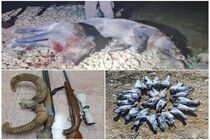 دستگیری شکارچیان سابقه‌دار حیات‌وحش در کوهرنگ